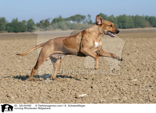 rennender Rhodesian Ridgeback / running Rhodesian Ridgeback / SS-04390