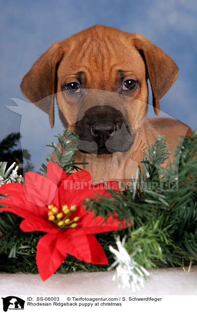 Rhodesian Ridgeback Welpe zu Weihnachten / Rhodesian Ridgeback puppy at christmas / SS-06003
