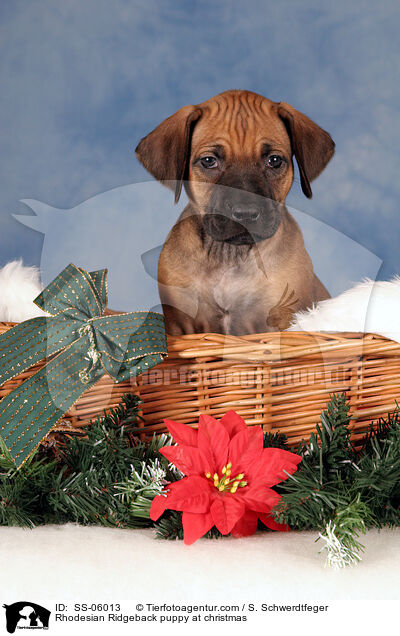 Rhodesian Ridgeback Welpe zu Weihnachten / Rhodesian Ridgeback puppy at christmas / SS-06013