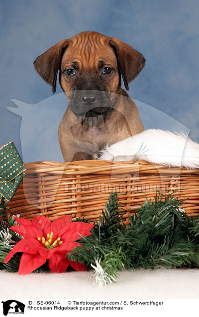 Rhodesian Ridgeback Welpe zu Weihnachten / Rhodesian Ridgeback puppy at christmas / SS-06014