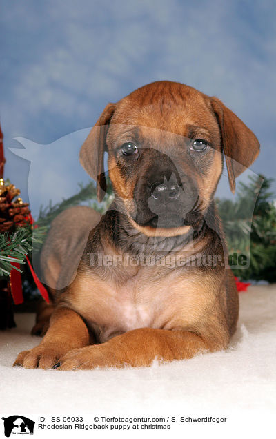 Rhodesian Ridgeback Welpe zu Weihnachten / Rhodesian Ridgeback puppy at christmas / SS-06033