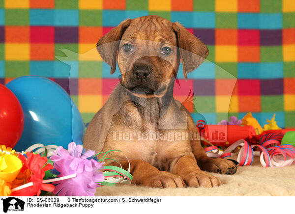 Rhodesian Ridgeback Welpe / Rhodesian Ridgeback Puppy / SS-06039