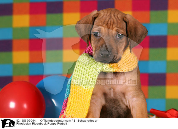 Rhodesian Ridgeback Puppy Portrait / SS-06044