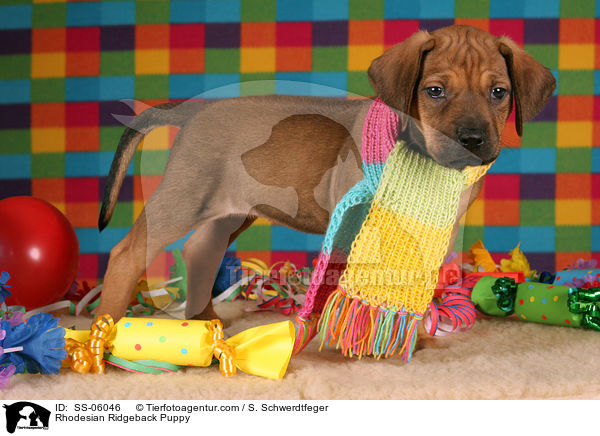 Rhodesian Ridgeback Welpe / Rhodesian Ridgeback Puppy / SS-06046