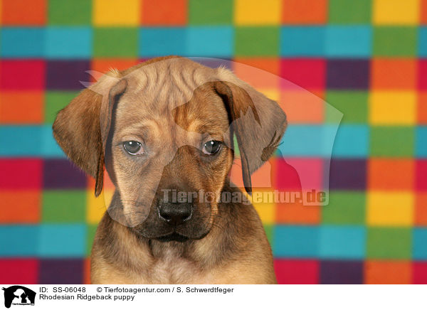 Rhodesian Ridgeback Welpe / Rhodesian Ridgeback puppy / SS-06048