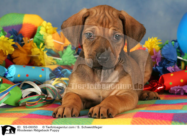 Rhodesian Ridgeback Welpe / Rhodesian Ridgeback Puppy / SS-06050