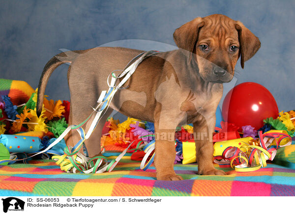 Rhodesian Ridgeback Welpe / Rhodesian Ridgeback Puppy / SS-06053