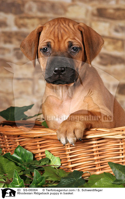 Rhodesian Ridgeback puppy in basket / SS-06064