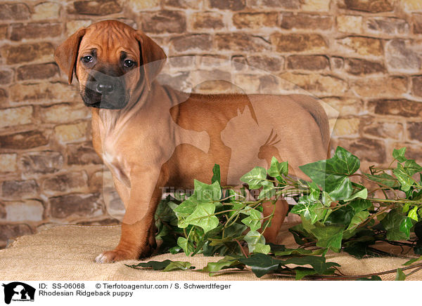 Rhodesian Ridgeback Welpe / Rhodesian Ridgeback puppy / SS-06068