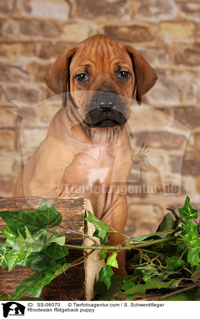 Rhodesian Ridgeback Welpe / Rhodesian Ridgeback puppy / SS-06070