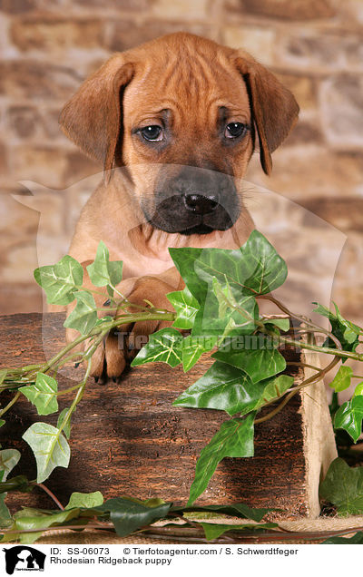 Rhodesian Ridgeback Welpe / Rhodesian Ridgeback puppy / SS-06073