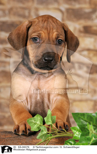 Rhodesian Ridgeback Welpe / Rhodesian Ridgeback puppy / SS-06076