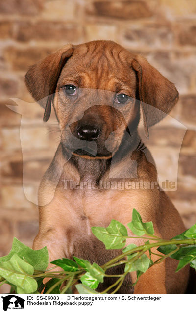 Rhodesian Ridgeback Welpe / Rhodesian Ridgeback puppy / SS-06083