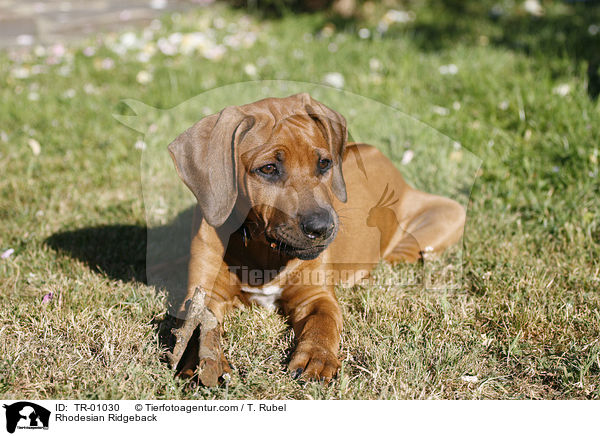 Rhodesian Ridgeback / TR-01030