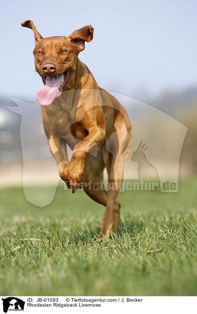 Rhodesian Ridgeback Livernose / JB-01093