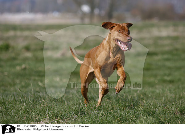 Rhodesian Ridgeback Livernose / JB-01095