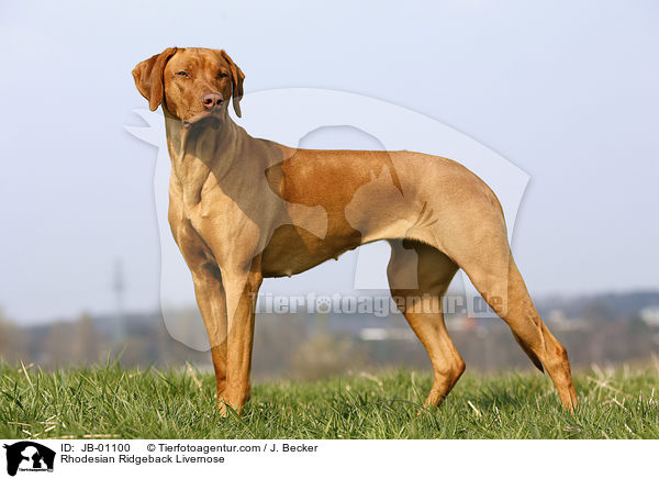 Rhodesian Ridgeback Livernose / Rhodesian Ridgeback Livernose / JB-01100