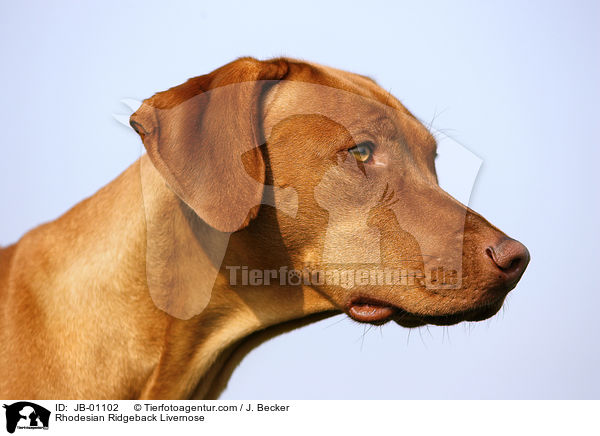 Rhodesian Ridgeback Livernose / Rhodesian Ridgeback Livernose / JB-01102