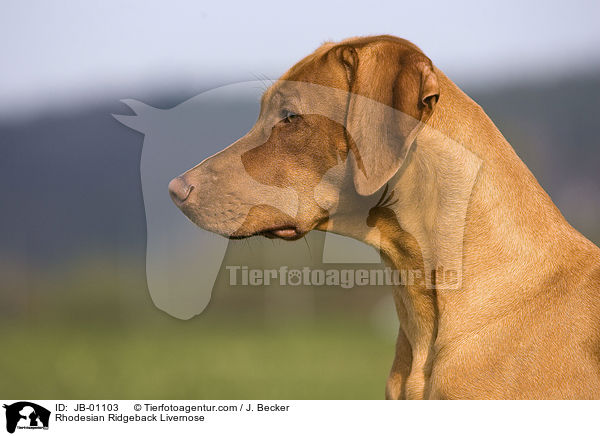 Rhodesian Ridgeback Livernose / JB-01103