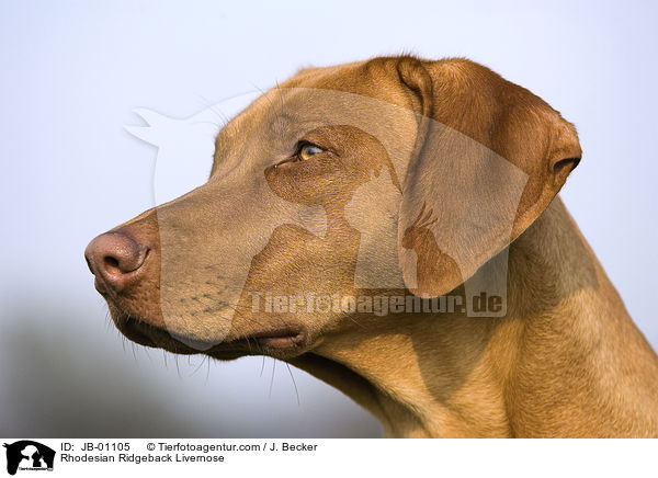 Rhodesian Ridgeback Livernose / JB-01105