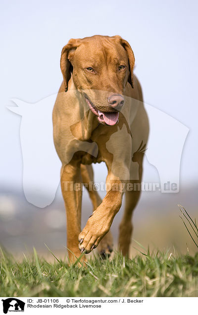 Rhodesian Ridgeback Livernose / JB-01106