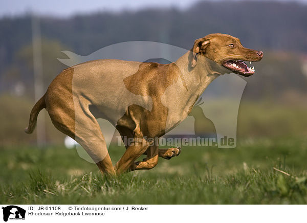 Rhodesian Ridgeback Livernose / Rhodesian Ridgeback Livernose / JB-01108