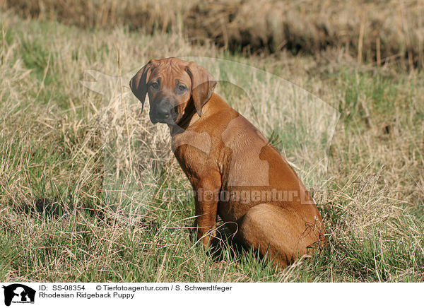 Rhodesian Ridgeback Puppy / SS-08354
