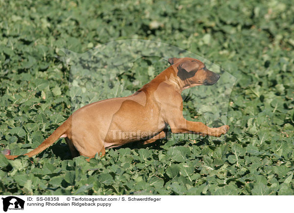 running Rhodesian Ridgeback puppy / SS-08358