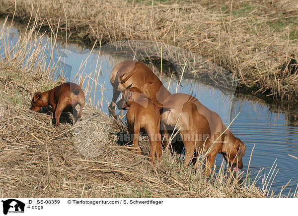 4 dogs / SS-08359