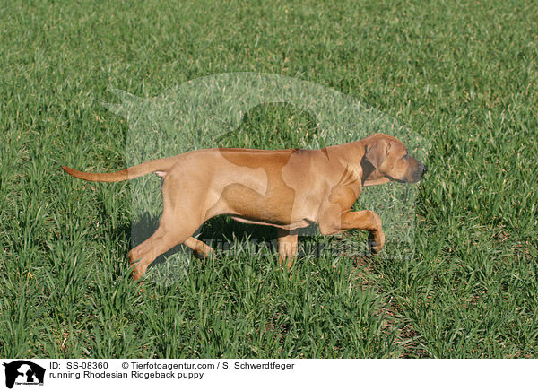 running Rhodesian Ridgeback puppy / SS-08360