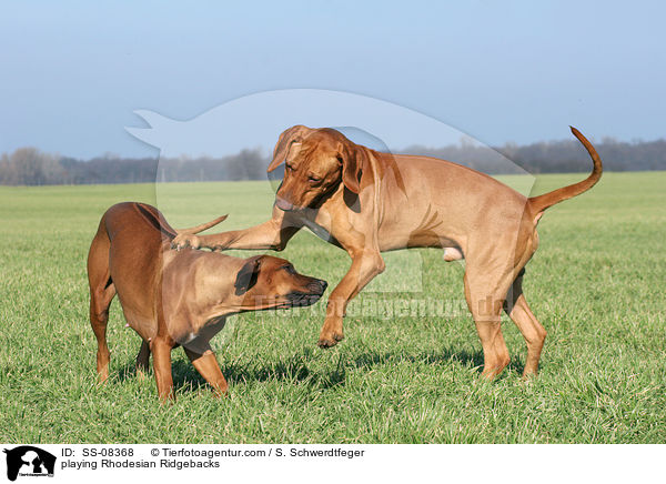 spielende Rhodesian Ridgebacks / playing Rhodesian Ridgebacks / SS-08368