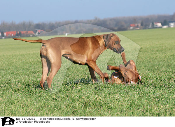 2 Rhodesian Ridgebacks / 2 Rhodesian Ridgebacks / SS-08372