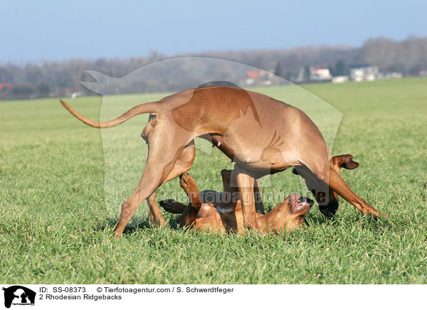 2 Rhodesian Ridgebacks / 2 Rhodesian Ridgebacks / SS-08373