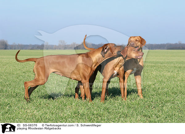 playing Rhodesian Ridgebacks / SS-08376