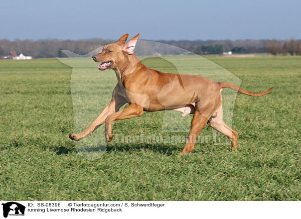 running Livernose Rhodesian Ridgeback / SS-08396