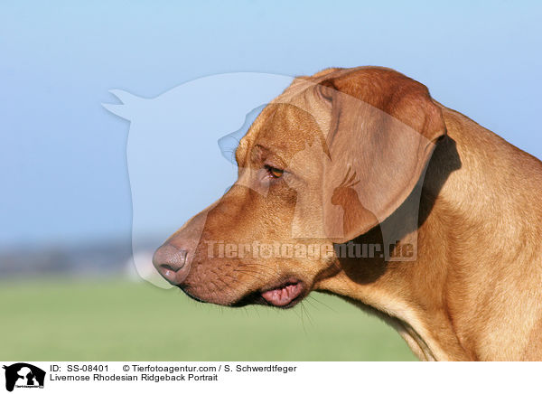 Livernose Rhodesian Ridgeback Portrait / SS-08401