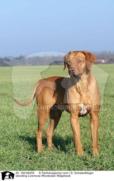 stehender Livernose Rhodesian Ridgeback / standing Livernose Rhodesian Ridgeback / SS-08404