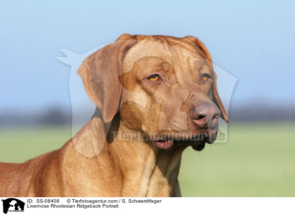 Livernose Rhodesian Ridgeback Portrait / SS-08408