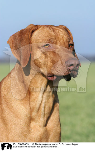 Livernose Rhodesian Ridgeback Portrait / SS-08409