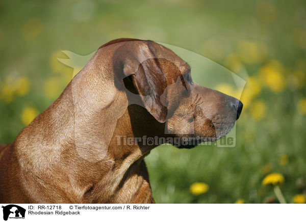 Rhodesian Ridgeback / Rhodesian Ridgeback / RR-12718