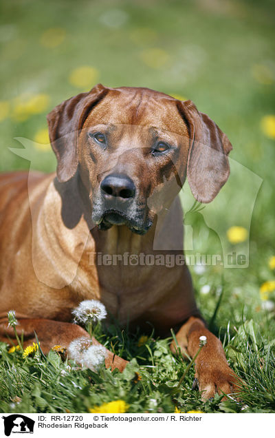 Rhodesian Ridgeback / RR-12720