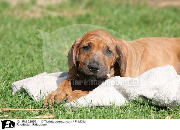 Rhodesian Ridgeback / Rhodesian Ridgeback / PM-02653