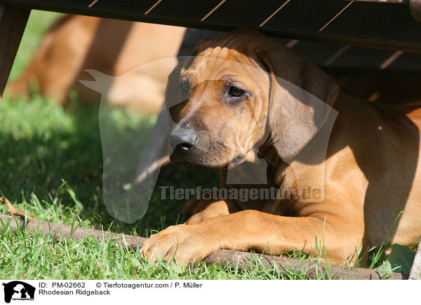 Rhodesian Ridgeback / Rhodesian Ridgeback / PM-02662