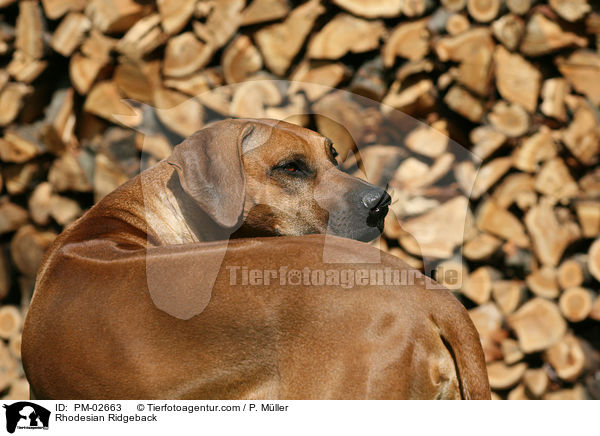 Rhodesian Ridgeback / Rhodesian Ridgeback / PM-02663