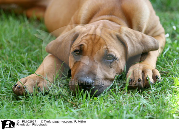 Rhodesian Ridgeback / Rhodesian Ridgeback / PM-02667