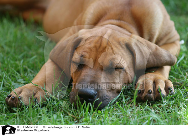 Rhodesian Ridgeback / Rhodesian Ridgeback / PM-02668