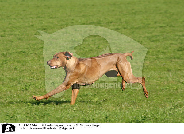 running Livernose Rhodesian Ridgeback / SS-11144