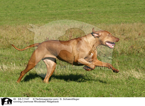 running Livernose Rhodesian Ridgeback / SS-11147