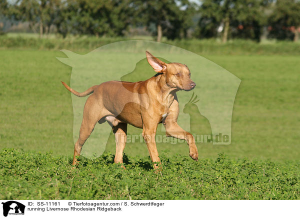 running Livernose Rhodesian Ridgeback / SS-11161