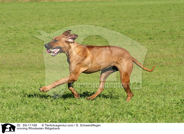 running Rhodesian Ridgeback / SS-11168